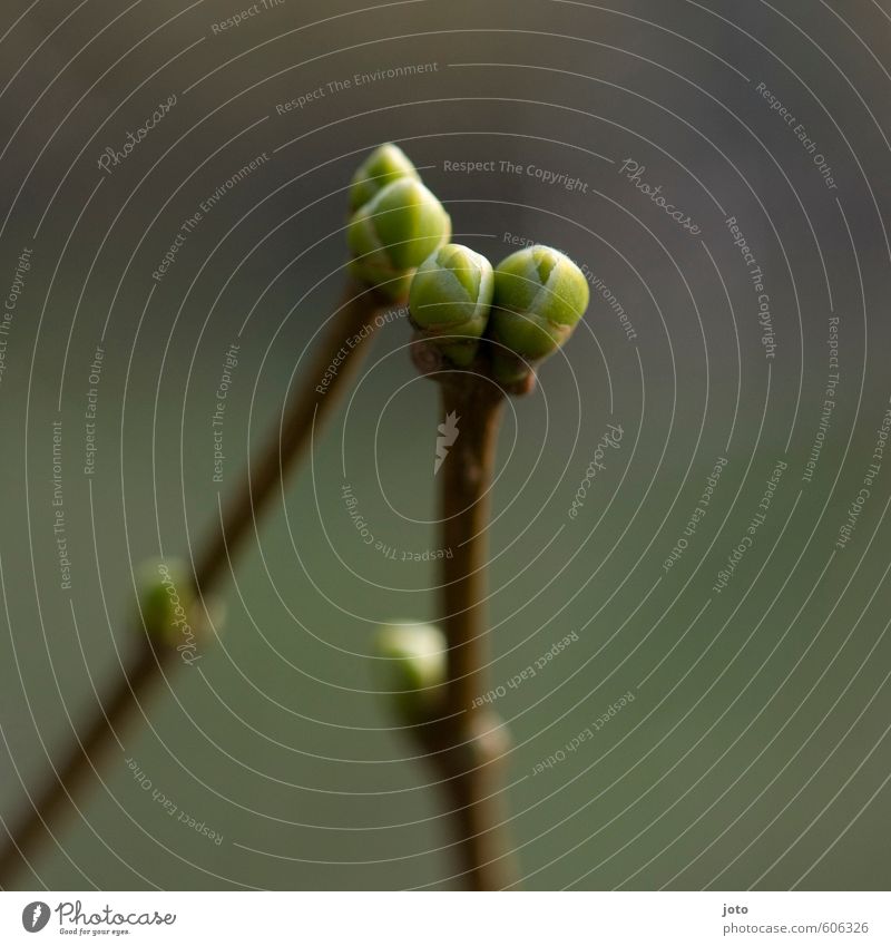 annäherungsversuch nummer zwei Natur Pflanze Frühling Sträucher Blütenknospen Wachstum niedlich grün Frühlingsgefühle Sympathie Liebe Verliebtheit Romantik