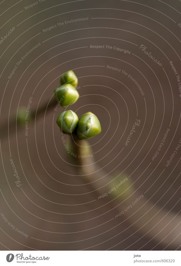 Annäherungsversuch Natur Pflanze Frühling Blütenknospen Partnerschaft Freundschaft Idylle Leben Liebe rein ruhig Wachstum Wege & Pfade zart zartes Grün 2