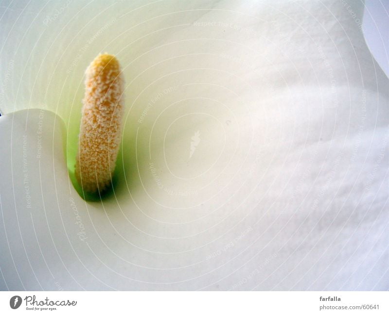 callas lily Lilien weiß Blume Blüte white flower