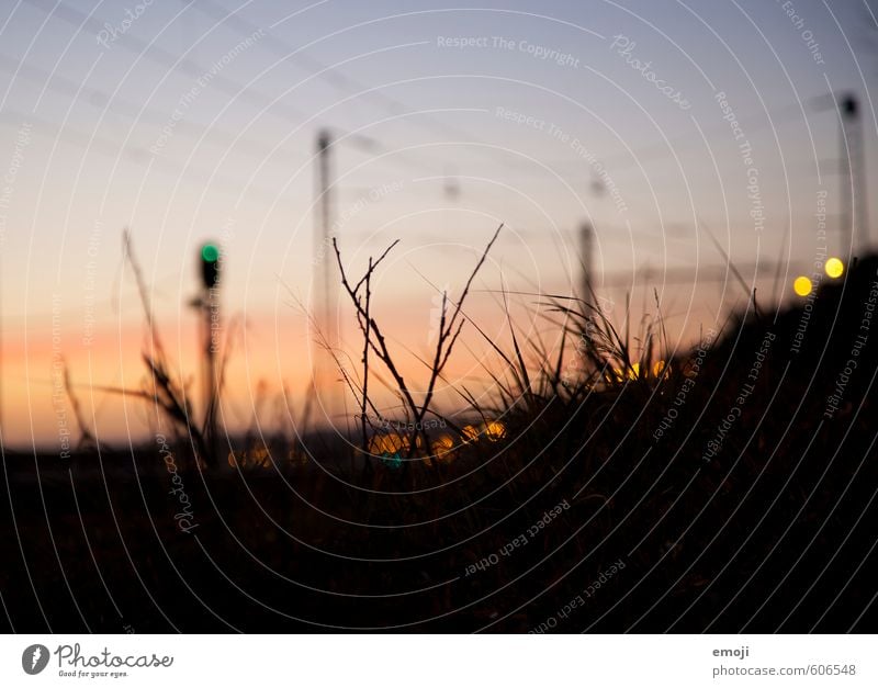 letzte Lichter Umwelt Natur Pflanze Himmel Sonnenaufgang Sonnenuntergang Gras dunkel schwarz Silhouette Farbfoto Außenaufnahme Nahaufnahme Detailaufnahme