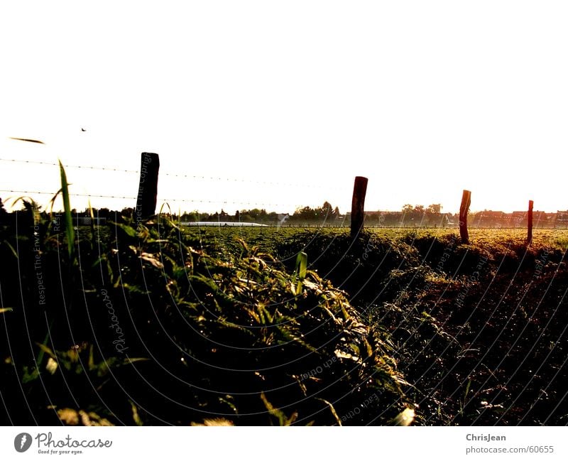 Titellos Sonne Erde Wärme Gras Feld ästhetisch Agra Feldarbeit Weide Brennnessel field Pfosten wieso sonnewärme Bodenbelag Morgen Sonnenlicht Sonnenaufgang