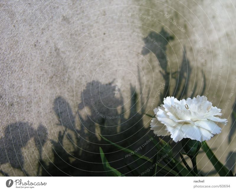 Schattenspiele Pflanze Blume Blüte Frühling weiß grün Freundlichkeit Tag Textilien Sichtschutz Balkon Staub trist grau Silhouette Gegenteil Widerspruch