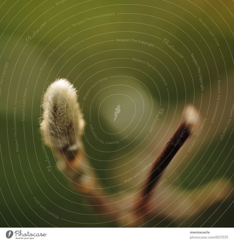 Flauschig Umwelt Natur Pflanze Frühling Winter Baum Sträucher Blüte Grünpflanze Wildpflanze Weidenkätzchen dünn authentisch einfach frisch klein natürlich rund