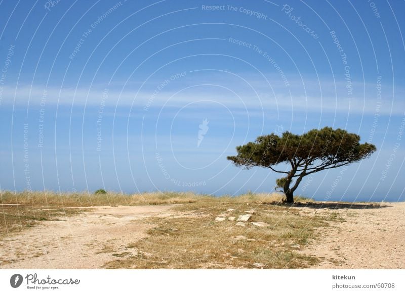 lonely baum Baum Einsamkeit mediterran leer Wolken Sonne Licht Landschaft Himmel Erde Schatten