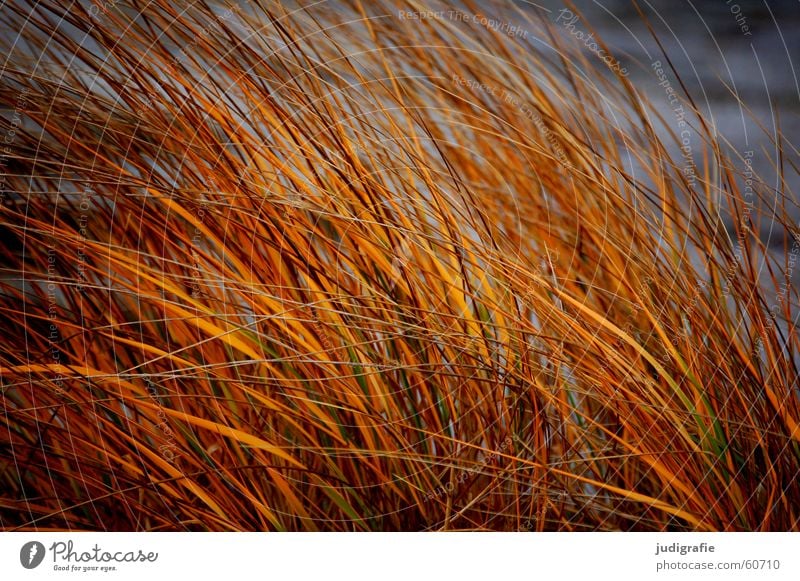 Dünengras Gras Strand See Darß Abendsonne Licht gelb Stengel Halm Küste Sand Stranddüne Ostsee Wind Natur Sonne gold orange Linie Strukturen & Formen büschel