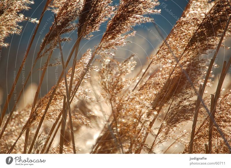 Gras See Licht gelb Schilfrohr Stengel Halm Ähren Teich glänzend Stimmung schön weich Rauschen Sonne gold orange Wind Himmel Pollen rispe rispen Erholung