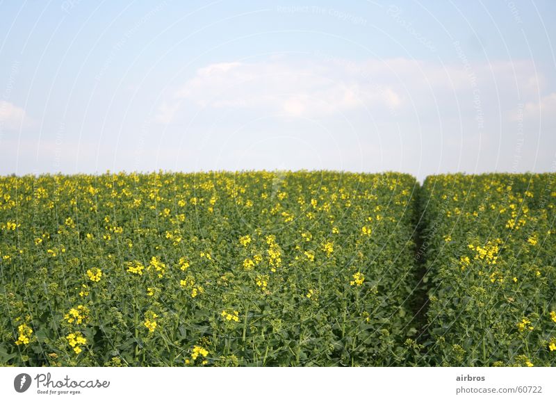 frühling Frühling Sommer Blume Pflanze Wiese gelb Sonne Himmel Getreide Kornfeld grün. blau