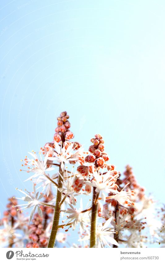 später im Frühling Blüte Blume Doldenblüte Himmel Ferien & Urlaub & Reisen