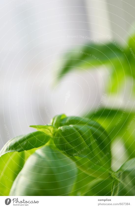 Basilikum Lebensmittel Kräuter & Gewürze Ernährung Essen Mittagessen Bioprodukte Vegetarische Ernährung Italienische Küche Gesunde Ernährung Duft grün