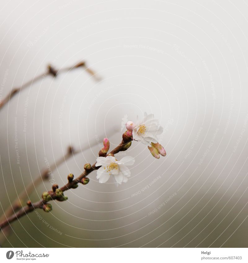 Winterblüten... Umwelt Natur Pflanze Nebel Baum Blüte Blütenknospen Blattknospe Zweig Winterkirsche Garten Blühend Wachstum ästhetisch außergewöhnlich dunkel