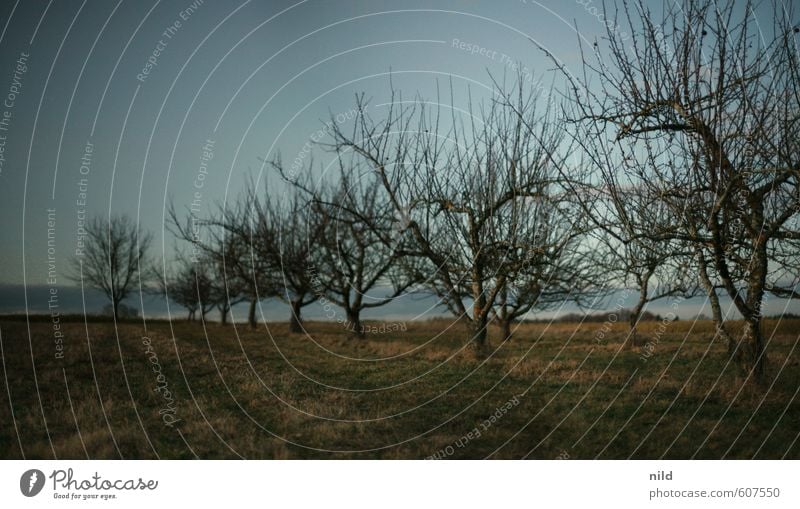 Restlicht Umwelt Natur Landschaft Himmel Wolkenloser Himmel Winter Pflanze Baum Apfelbaum Garten Wiese blau grau Reihe Baumreihe Farbfoto Außenaufnahme