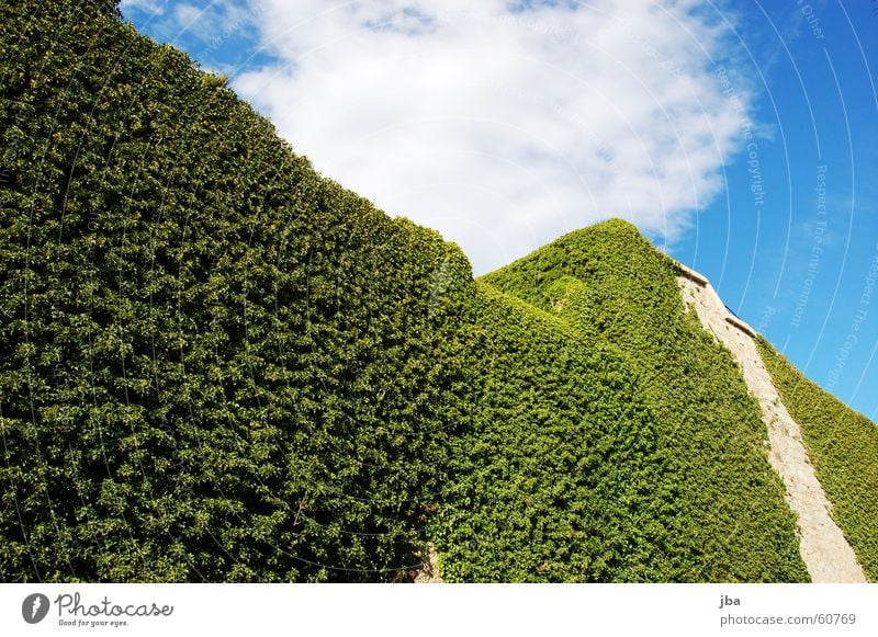 Efeumauer Ranke Pflanze Strukturen & Formen flach Mauer Burgmauer Wehrgang Festung Wolken grün St. Tropez grünzeugs rankengewächs hoch Turm verteidigen Himmel