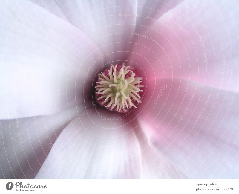 Magnolia (3) Magnoliengewächse Tulpenmagnolie Blütenblatt weiß rot Frühling grün Makroaufnahme Stempel Garten Natur