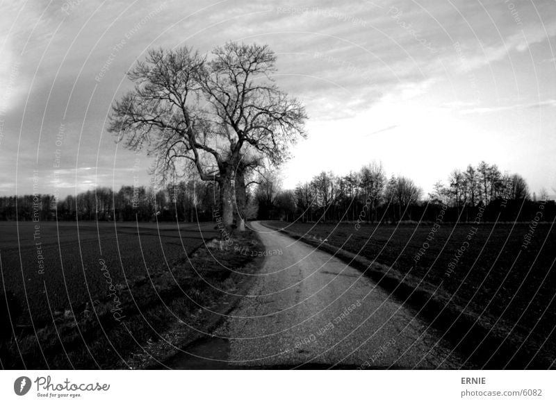 Der weg zum..? Baum Feld Wolken Stimmung Beton unterwegs Wege & Pfade Himmel Zweig Natur Canon EOS 300D Außenaufnahme