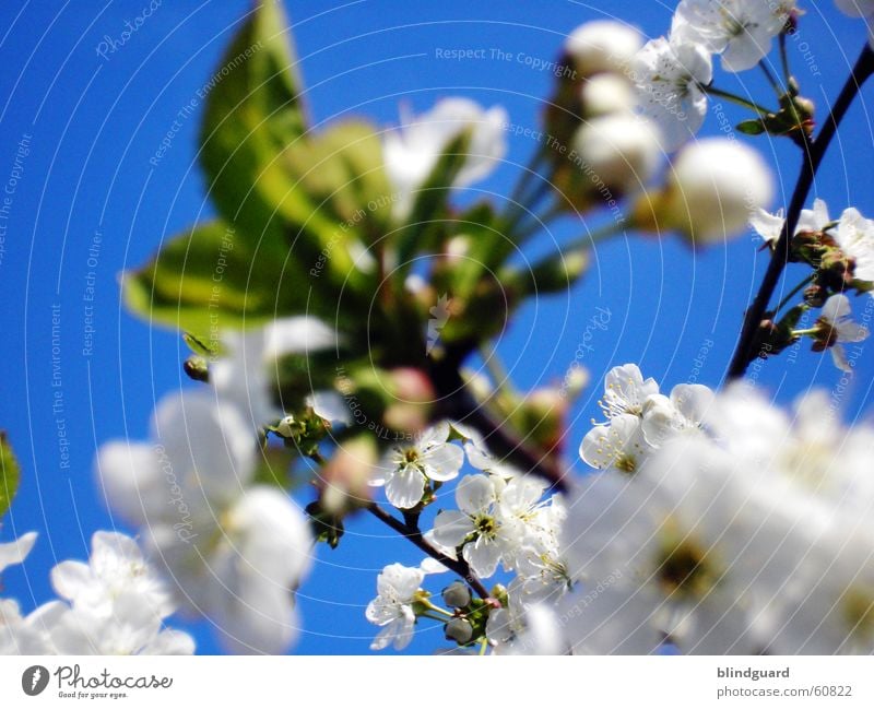 Blütenwolken Geäst Zweige u. Äste Apfel Apfelblüte Himmel blau weiß Blattknospe Blütenknospen Frühling springen rein Obstbaum Frucht Blühend Kirsche Natur