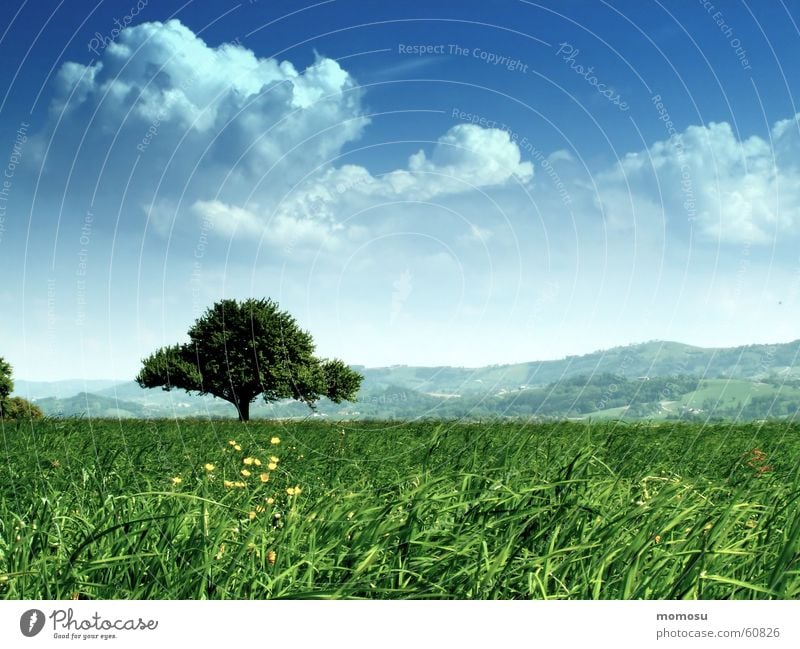 Baum im Grün Wiese Blume Gras Wolken Frühling Sommer Österreich Himmel mühlviertel