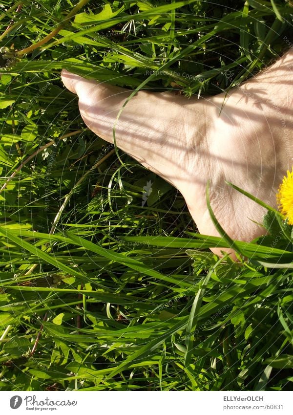 Orthogonaltritt Gras Wiese Fußtritt treten grün Frühling Freizeit & Hobby löhwenzahn falschrum