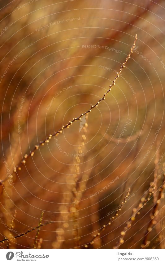 Zweiglein Natur Pflanze Sträucher Ast Zweige u. Äste Blattknospe Garten Park Wachstum klein natürlich braun grün Stimmung Bewegung Einsamkeit ruhig fein zart