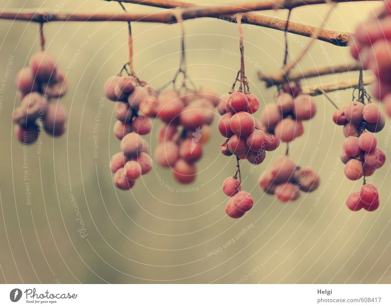 Restbestände... Umwelt Natur Pflanze Herbst Nutzpflanze Wein Weintrauben Frucht Garten hängen dehydrieren alt authentisch außergewöhnlich einzigartig natürlich