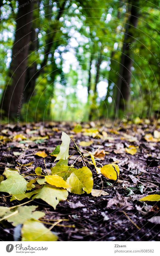 herbst II Umwelt Natur Landschaft Herbst Schönes Wetter Pflanze Baum Sträucher Wald Bach frisch kalt nachhaltig natürlich mehrfarbig grün Idylle Detailaufnahme