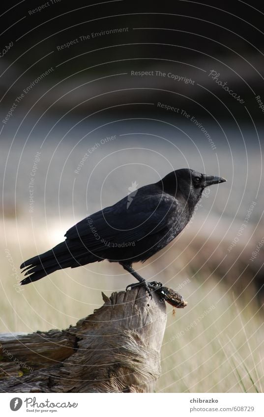 Rabe mit Muschel Küste Vogel 1 Tier Holz Fressen blau grau schwarz Rabenvögel Gedeckte Farben Außenaufnahme