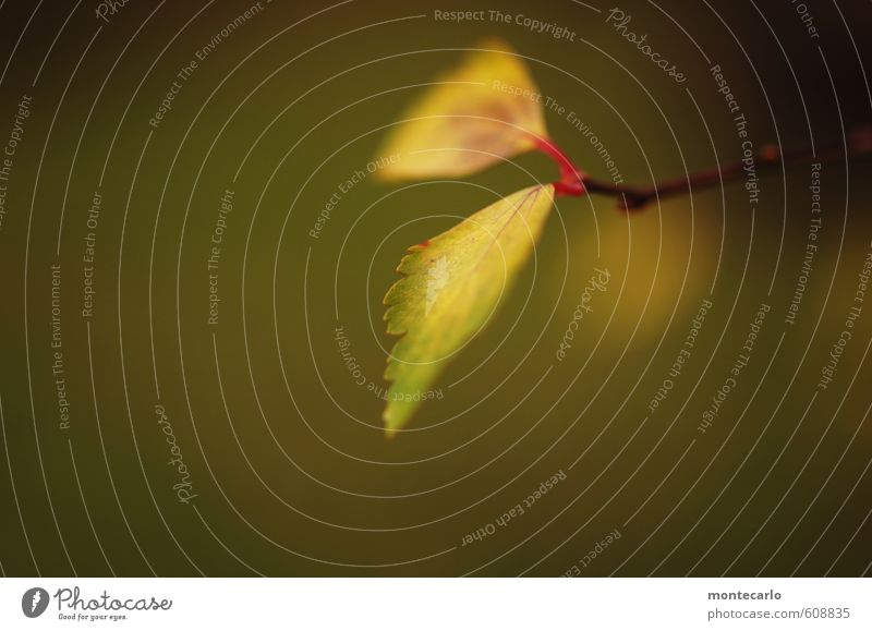 Winter Umwelt Natur Pflanze Blatt Grünpflanze Wildpflanze alt dünn authentisch klein nah natürlich trist trocken weich braun gelb Farbfoto mehrfarbig