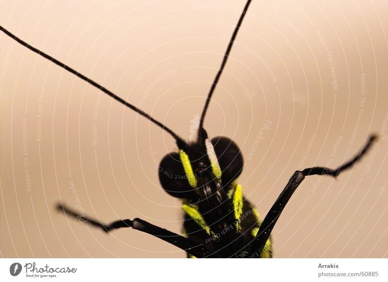 Schmetterling Fühler Insekt Makroaufnahme Auge