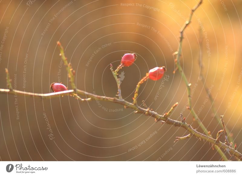 Warmes Winterlicht Natur Sonnenlicht Schönes Wetter Pflanze Sträucher Rose Hagebutten Dorn leuchten hell klein natürlich stachelig Wärme braun gelb rot