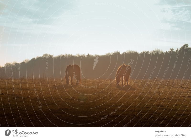 Wintersonne Natur Landschaft Himmel Wolken Sonnenlicht Herbst Baum Wiese Wald Weide Tier Nutztier Pferd Island Ponys 2 Tierpaar Fressen genießen leuchten