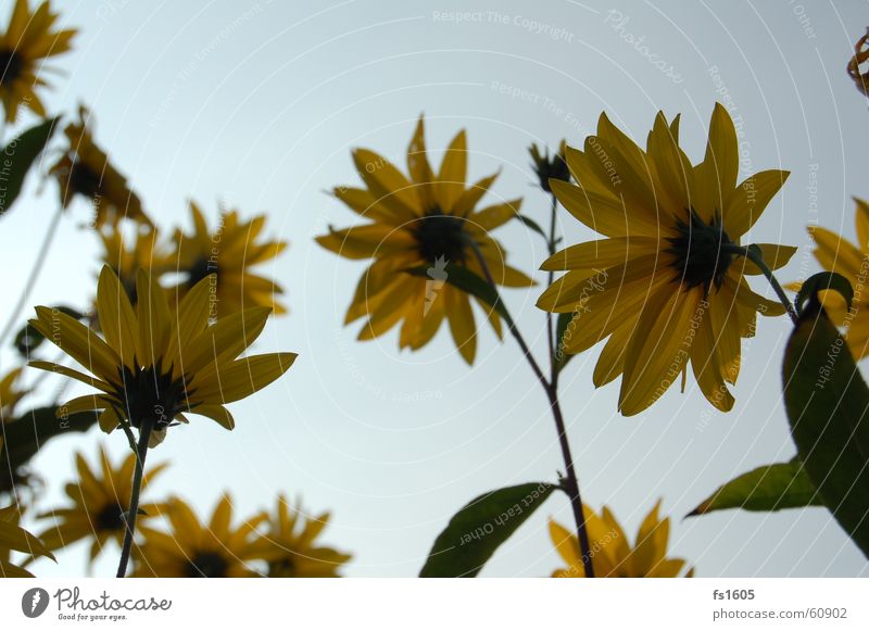 Blumenhimmel gelb Sommer Himmel blau Sonne