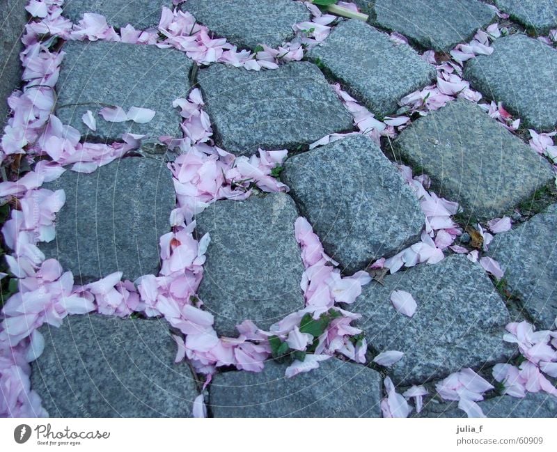 blütenweg Blüte rosa grau Pflanze Frühling Wege & Pfade Straße Stein Pflastersteine