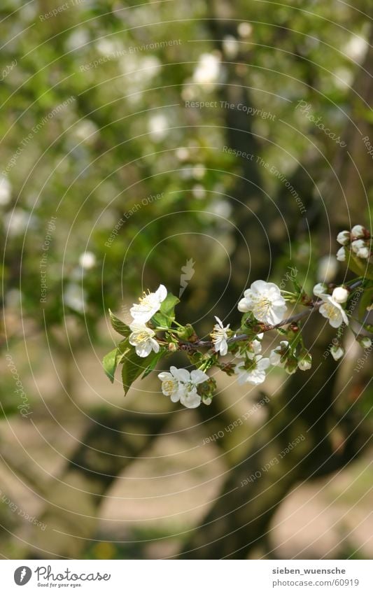 Es blüht! Natur Frühling Baum Blühend Wachstum grün Apfelblüte Apfelbaum sprießen Reifezeit Außenaufnahme Schwache Tiefenschärfe Zweig Detailaufnahme