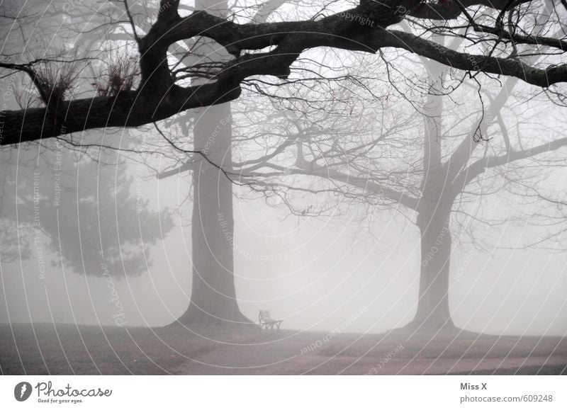 sound of silence Umwelt Natur Landschaft Herbst Winter Wetter schlechtes Wetter Unwetter Nebel Baum Park dunkel kalt trist grau Gefühle Stimmung Traurigkeit