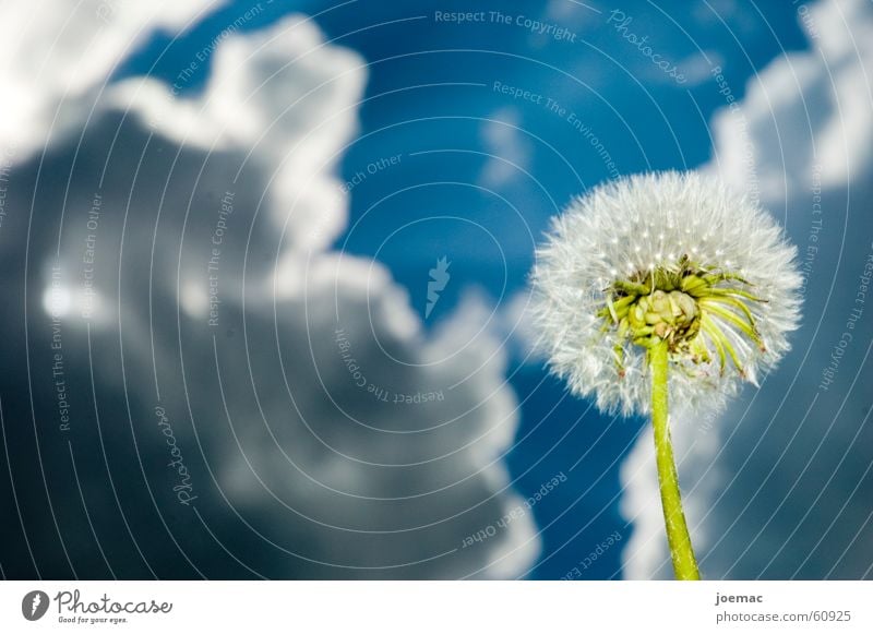 superwetter Wolken Blume Löwenzahn grün Sonnenlicht Unwetter Himmel blau Gewitter