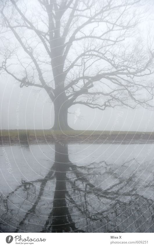 sound of silence II Umwelt Natur Landschaft Wasser Herbst Winter Wetter schlechtes Wetter Unwetter Nebel Regen Baum Teich See Bach kalt trist grau Gefühle