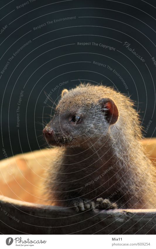 Zebramanguste 3 Tier Wildtier Tiergesicht Fell Pfote Zoo 1 beobachten berühren Neugier niedlich grau achtsam Wachsamkeit Interesse entdecken Erwartung