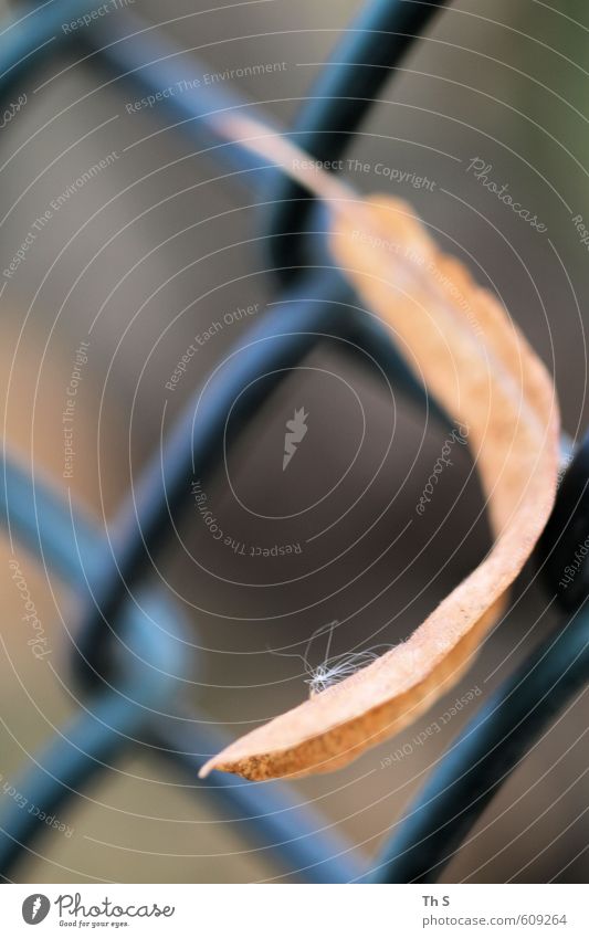 Blatt Natur Pflanze Herbst ästhetisch schön Zaun Farbfoto Außenaufnahme Nahaufnahme