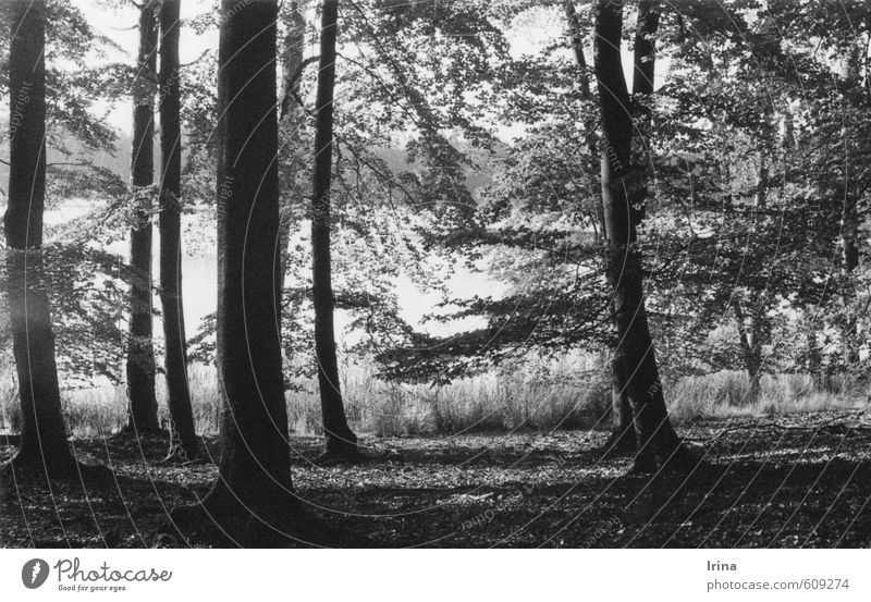 Wild campen Natur Baum Wald Seeufer Erholung natürlich retro grau schwarz Stimmung Romantik achtsam Vorsicht Gelassenheit geduldig ruhig Idylle Nostalgie analog