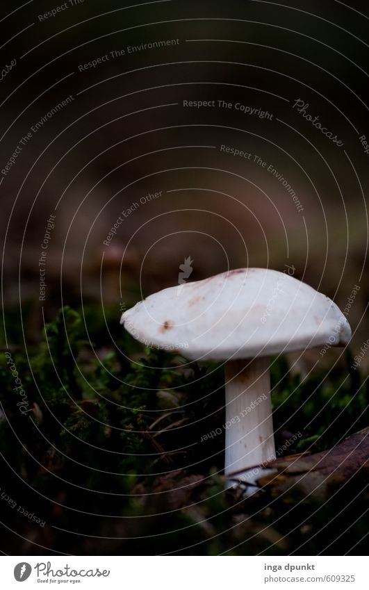 Waldbodenbewohner Umwelt Natur Pflanze Tier Moos Pilz Naturschutzgebiet Wachstum dunkel natürlich Umweltschutz Jahreszeiten herbstlich Herbst Herbstbeginn Boden