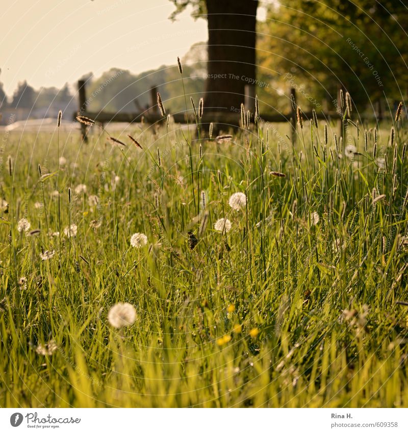 PusteBlumen Natur Landschaft Frühling Schönes Wetter Baum Gras Wildpflanze Wiese verblüht natürlich Lebensfreude Frühlingsgefühle Löwenzahn Quadrat