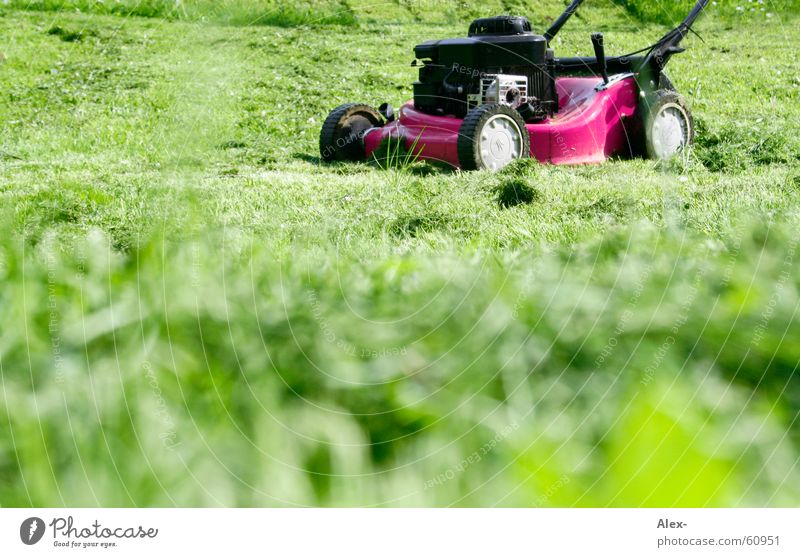 Dem schwulen Rasenmäher auf der Lauer rosa Homosexualität Arbeit & Erwerbstätigkeit Krach laut Gras Wiese grün Suche drimmer Schwuler Garten yarn