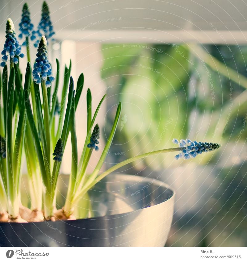 PerlHyazinthen Blume Blüte Topfpflanze Fenster Blühend frisch hell Lebensfreude Frühlingsgefühle Traubenhyazinthe Stillleben Fensterscheibe Farbfoto