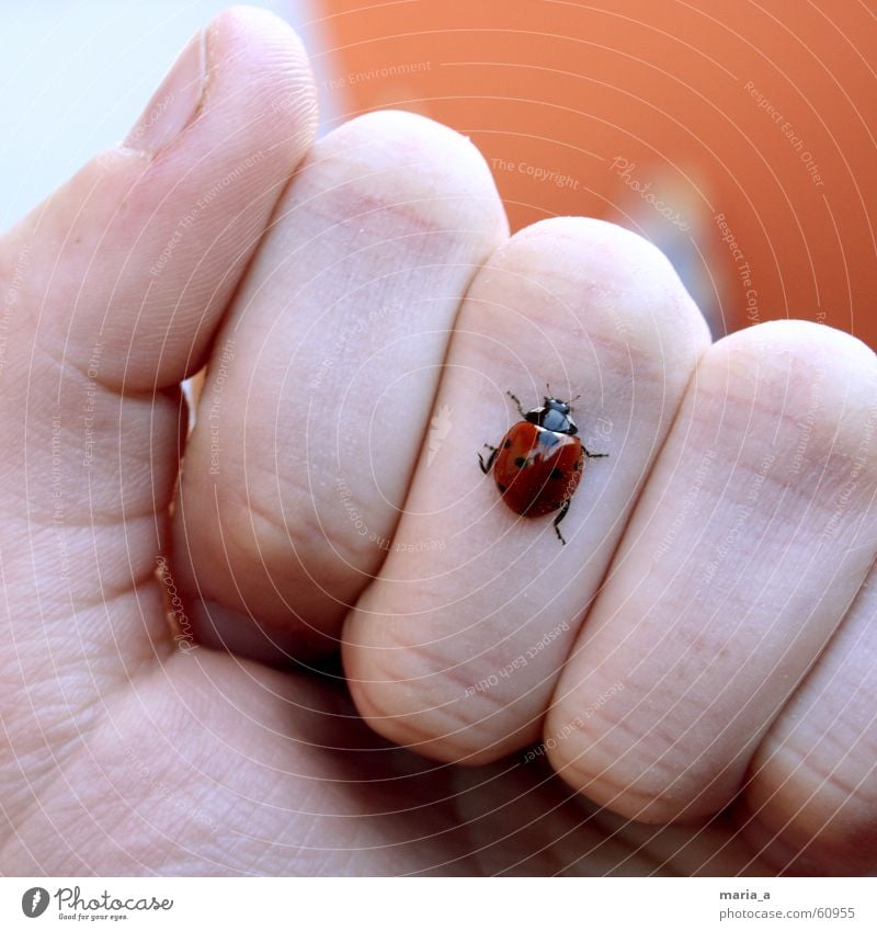 marienkäferchen! Marienkäfer Hand Finger Faust Sommer kalt Daumen Zeigefinger krabbeln Insekt rot schwarz glänzend Fingernagel Beine Käfer Gelenk Fühler