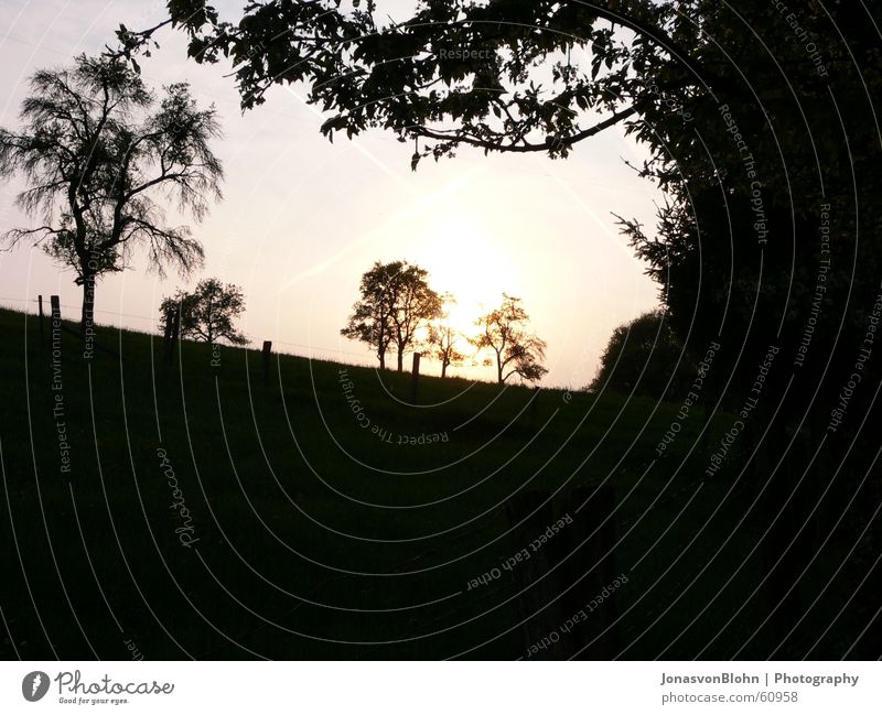 weide Zaun Sonnenuntergang Baum Blatt Stacheldrahtzaun Wiese Weide Ast