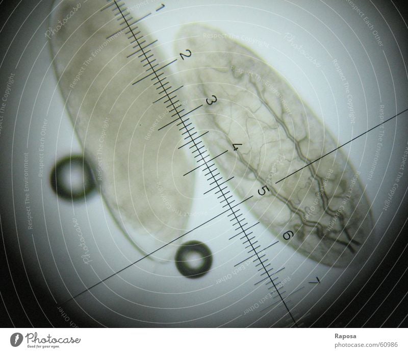 Drosophila-Eier Biologie Studium Mikroskop untersuchen Blick lernen Taufliege Skala mikroskopieren forschen genetikpraktikum fruchtfliegeneier mutanten