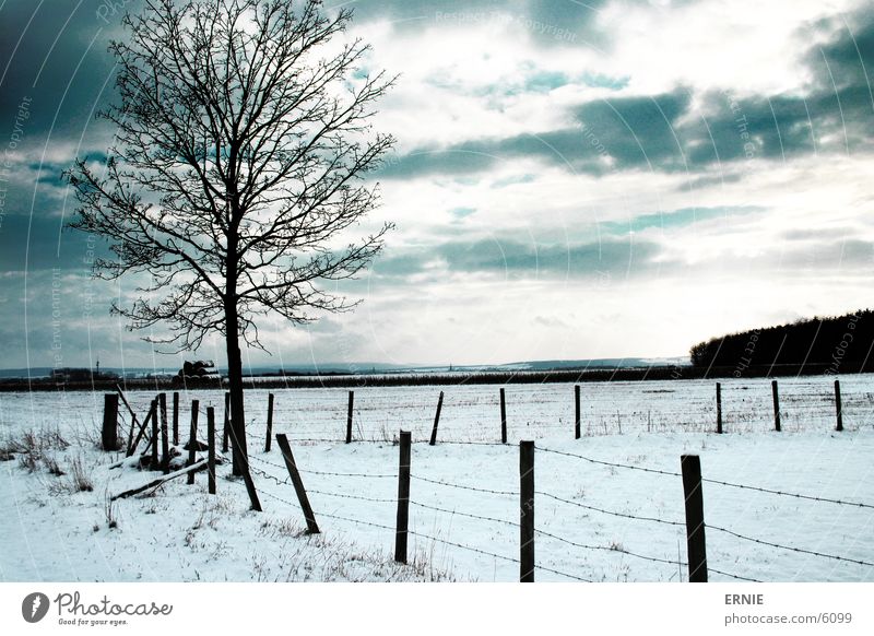 Winterimpression Baum Zaun Holz kalt Wolken Schnee bedecken Natur Landschaft Außenaufnahme