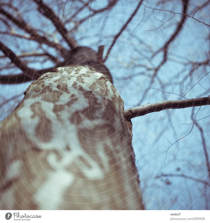 Zweigstelle Winter Baum alt kalt blau grau Buche Baumrinde Baumstamm Ast Baumkrone kahl Gedeckte Farben Außenaufnahme Nahaufnahme Textfreiraum oben