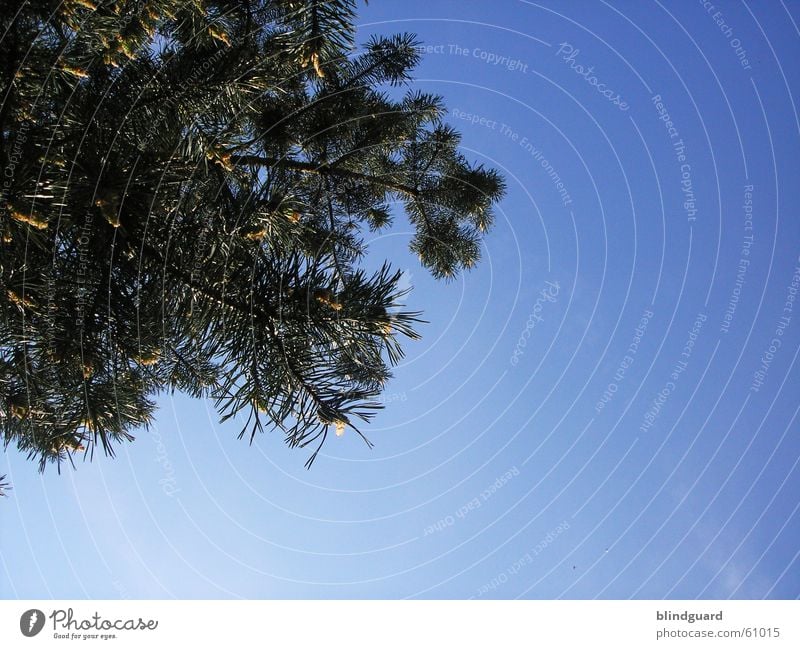 Oben Tanne Baum Fichte Himmel Nadelbaum tree sky heaven Immergrüne Pflanzen