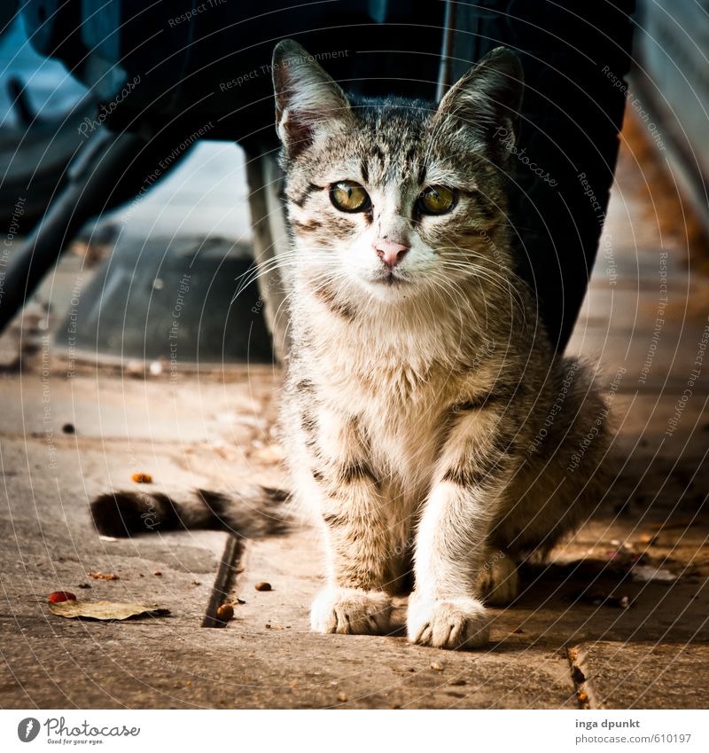 Tigerin Stadt Verkehr Straße Wege & Pfade Tier Haustier Katze 1 Blick verstecken Versteck Tigerfellmuster Reifen Parkplatz Farbfoto Außenaufnahme Menschenleer