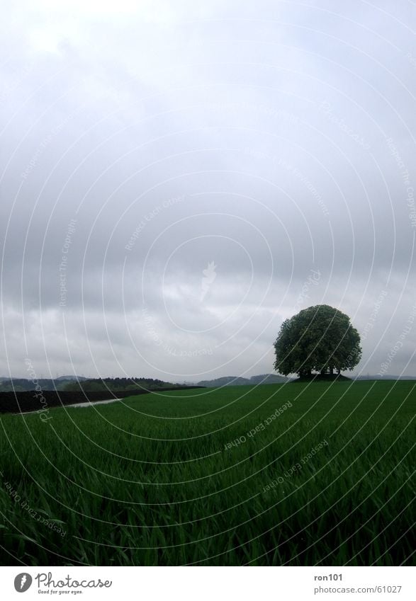 kein schoenwetter foto Baum Wolken Blatt Baumstamm Feld Wiese grau tree cloud clouds gün blau Regen raining Niederschlag Pflanze lanschaft landscape